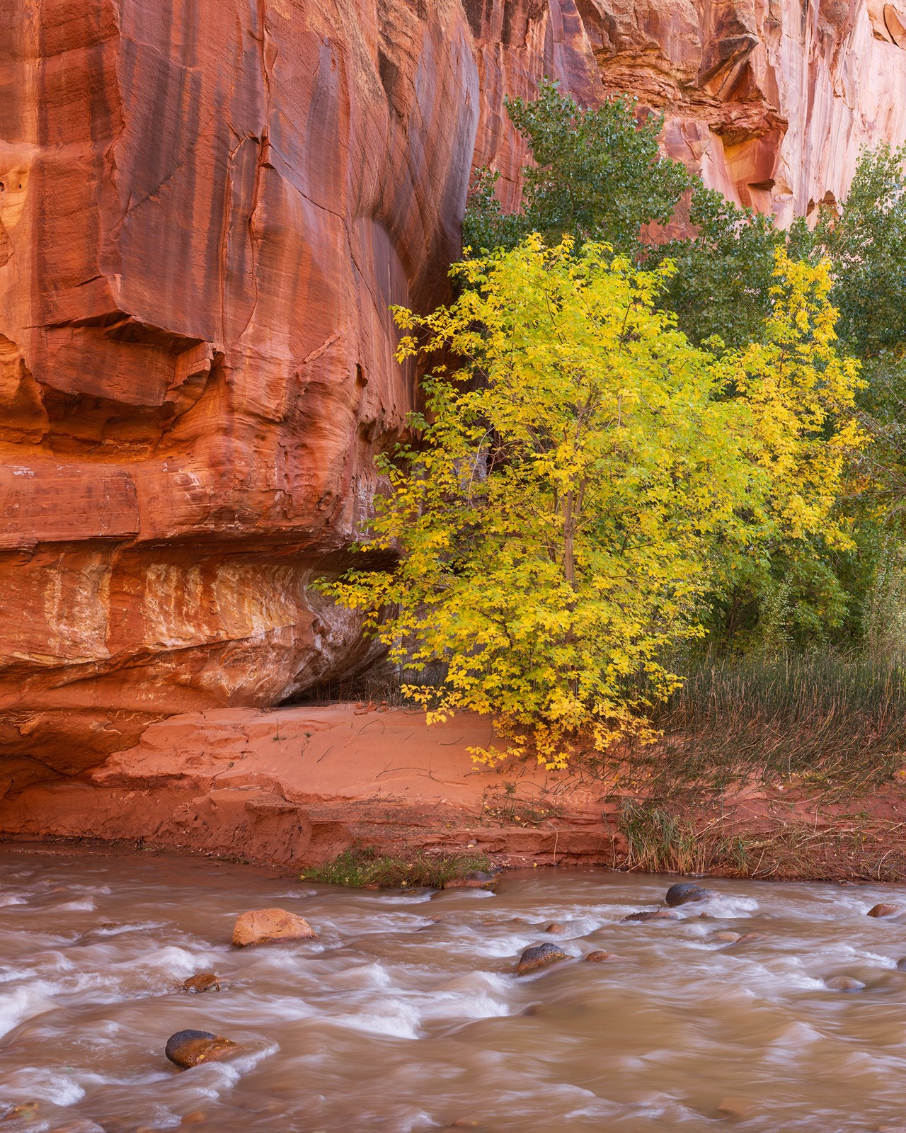 Autumn trees beside canyon stream