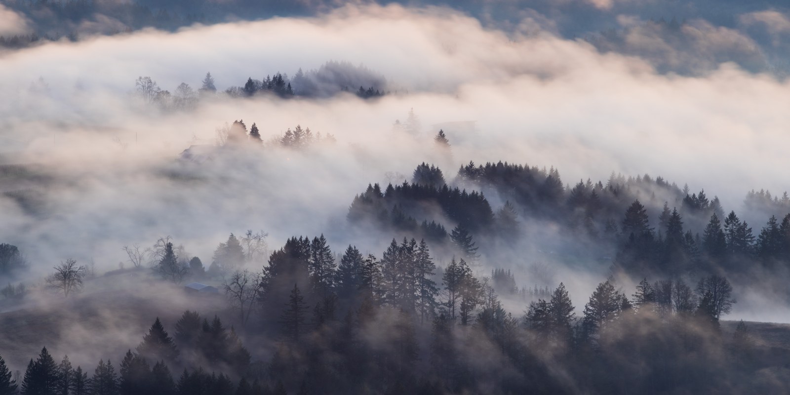 Forest and houses in morning fog