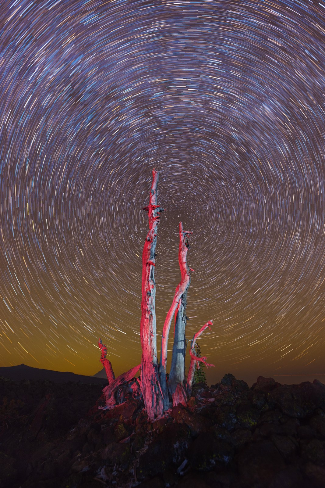 Star trails over flowering cactus